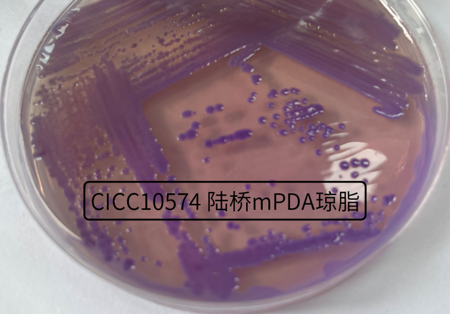 不斷變換“馬甲”的細(xì)菌——唐菖蒲伯克霍爾德氏菌（上）