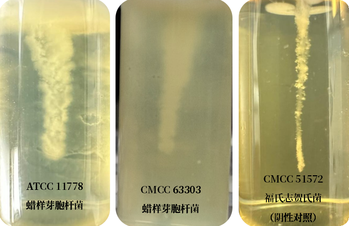 誰是芽胞桿菌中的“運動健將”？