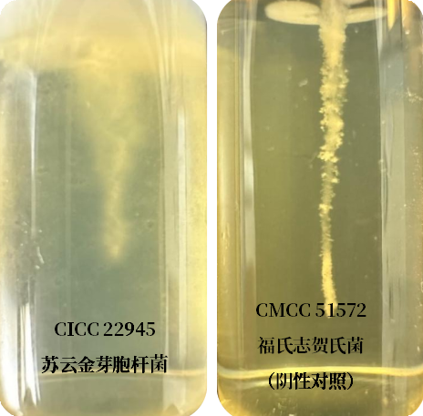 誰(shuí)是芽胞桿菌中的“運(yùn)動(dòng)健將”？