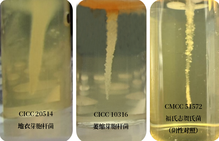 誰是芽胞桿菌中的“運動健將”？